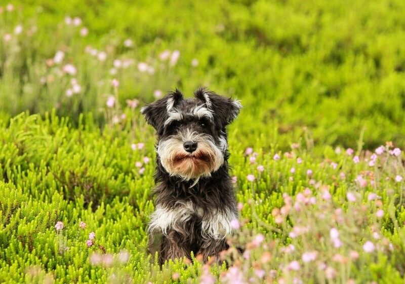 dogs welcome dogs welcome